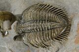 Triple Erbenochile Trilobite Association - Foum Zguid, Morocco #381177-3